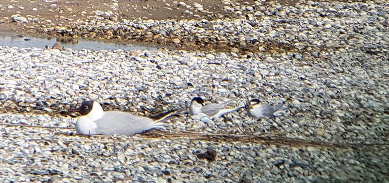 Black headed gull & Little tern Oudeschild Texel. Because the dyke was under construction we had to go inland.