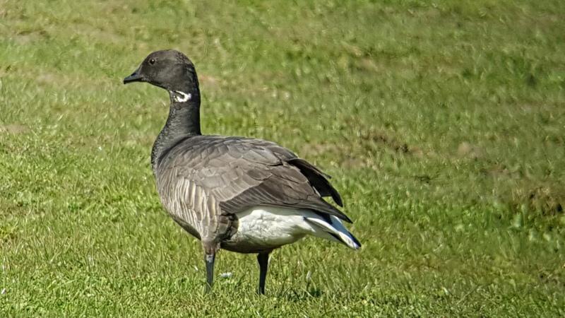 Dark bellied brent goose Near Oudeschild.