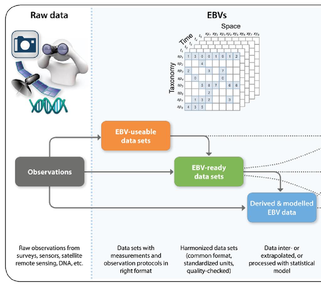 3) EBV ready data to derived & modelled EBV data Derived from processing data with statistical models Interpretational processing, modelling, etc.