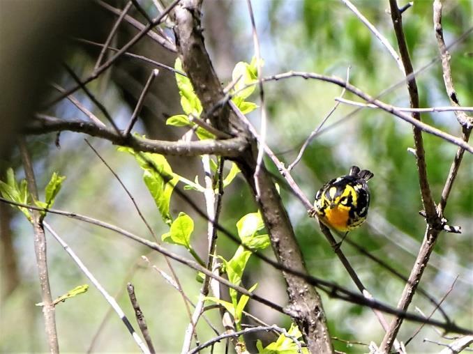 surprising thing we saw, 2) The Warblers were amazing just a treat to see and 32