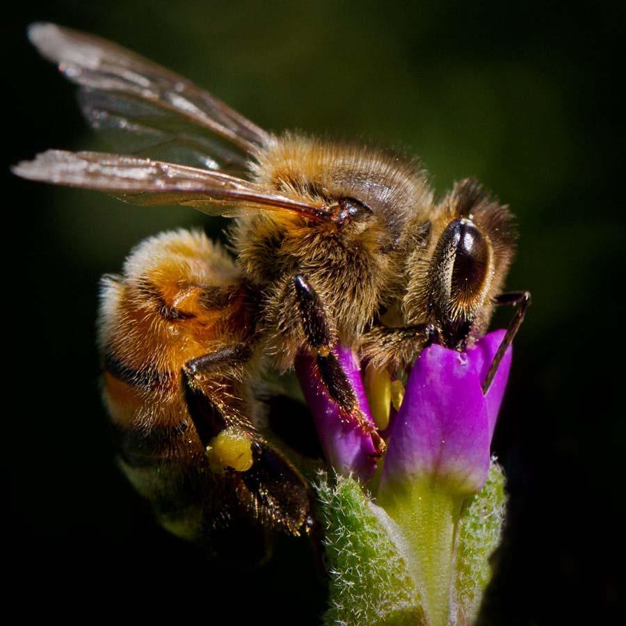Bees make great subjects