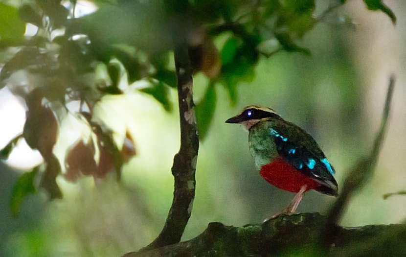 The stunning Green-breasted Pitta was the bird of the trip. (Dani Lopez-Velasco.
