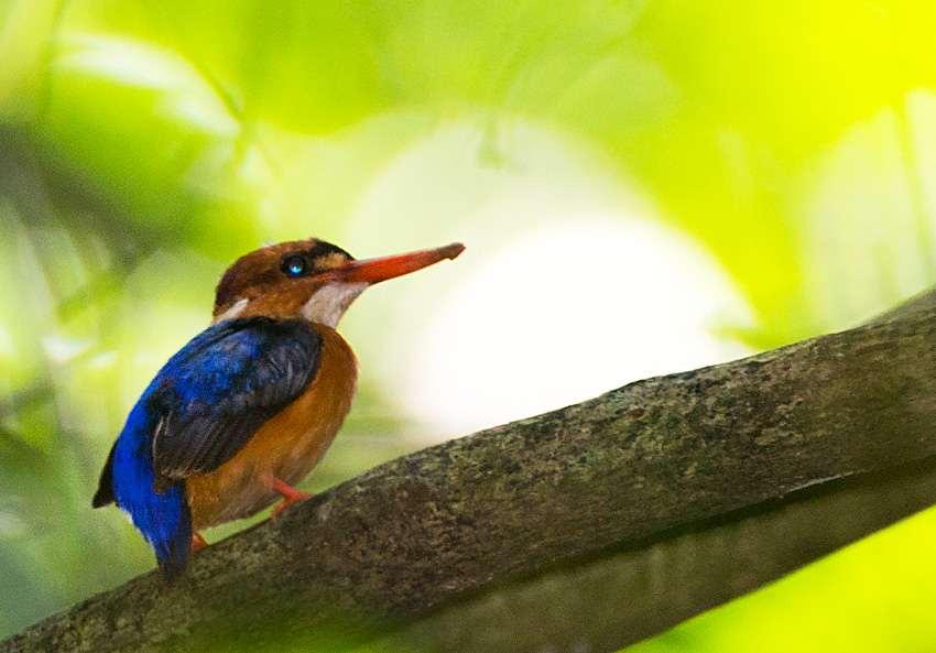 Budongo Forest is surely the easiest place to catch up with the shy African Dwarf Kingfisher.