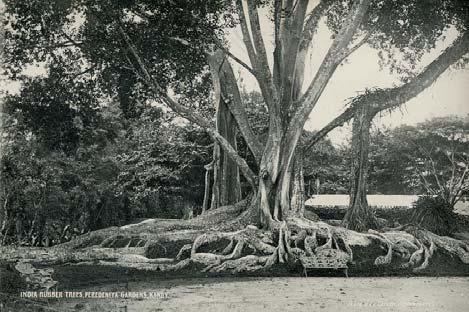 64 PLATE & CO, W. India Rubber Trees, Peredeniya Gardens, Kandy. Ceylon, ca. 1910.