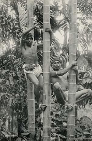 85 PLATE & CO, W. Tree Glimbers. Ceylon, ca. 1910. Original photo-engraving, 22,3 x 14,7 cm.