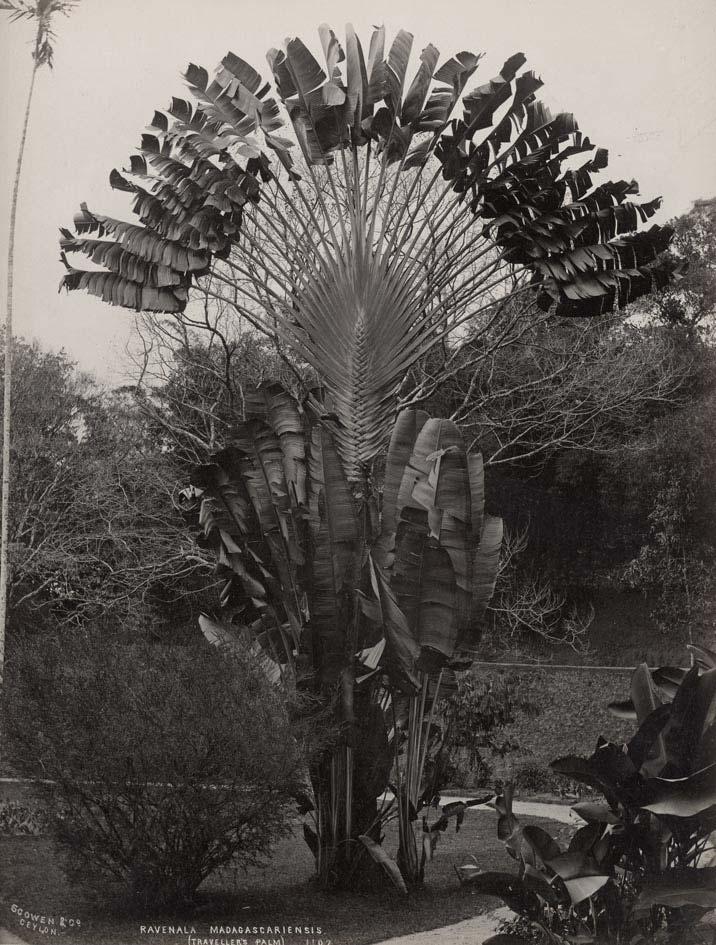 420,00 98 SCOWEN & Co. Ravenala Madagascariensis (Traveller's Palm).