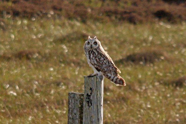 Short Eared Owl & Rock Doves (Mark Rigby) 24 th May: With more windy weather we headed out for an early morning sea watch at Aird an Runair which turned out to be disappointing as the wind was in
