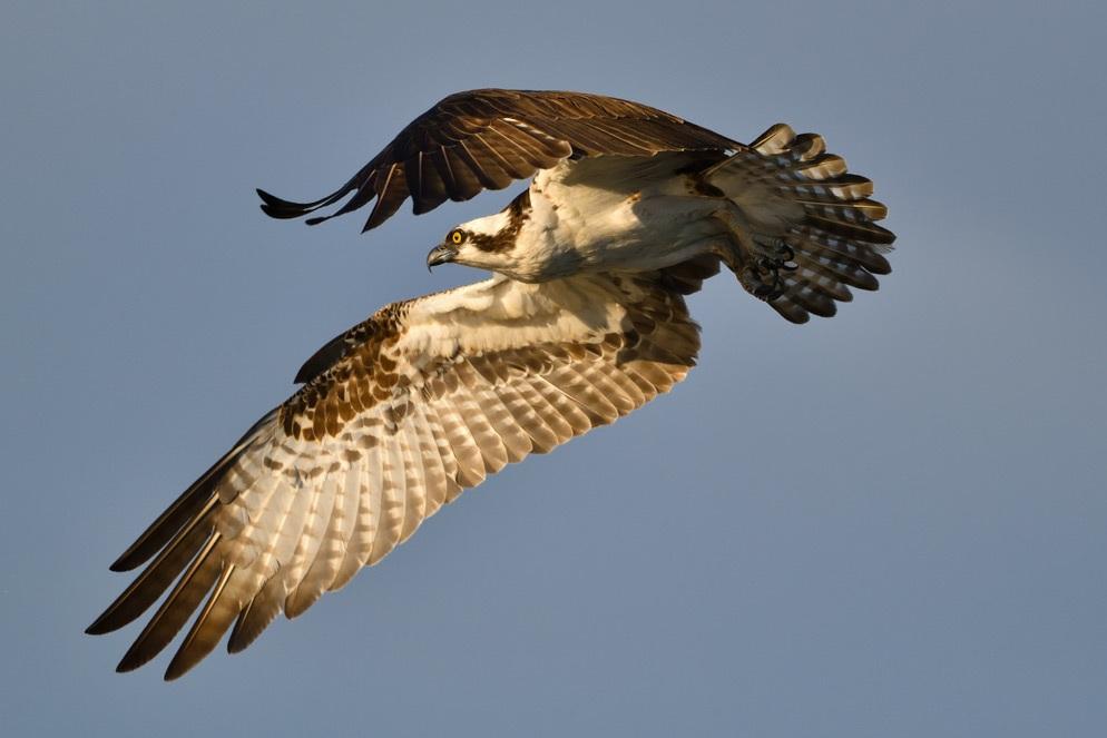 Keith Ladzinski "More beautiful wing gesture from this osprey on the hunt, circling, looking for fish. The even-toned sky is a great background I had such lucky light on these photographs.