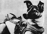 Laika-The First Living Being in Space In November 3, 1957, the first living being a dog was sent to space by the Russians.
