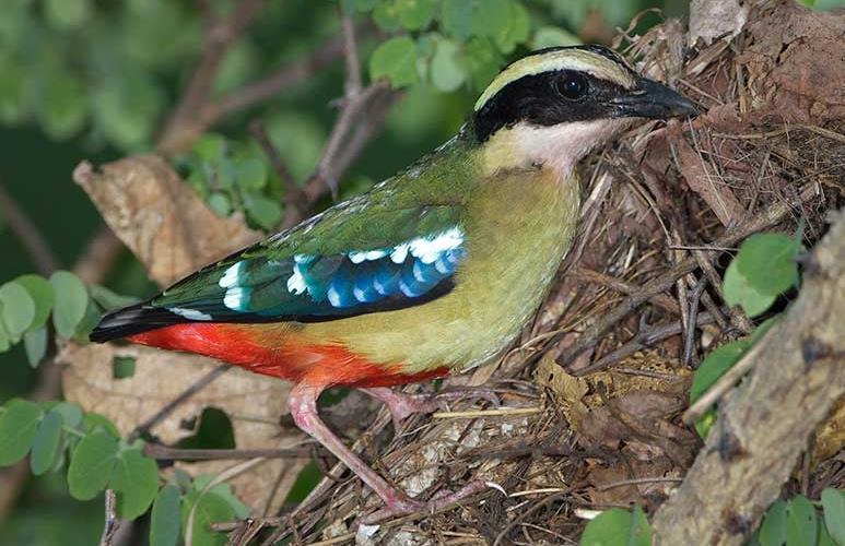 Our tour departs northwards from Harare before descending the escarpment into the the Lower Zambezi Valley, where our primary target will be the highly sought-after African Pitta.