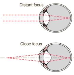 Focus of the human eye Controlled by shape of the crystalline lens Acts to null blur at fixation in feedback loop