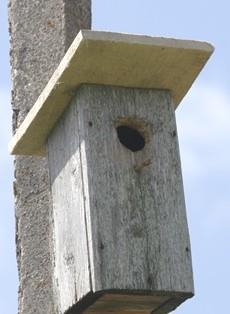 It s still not clear what nest-box design