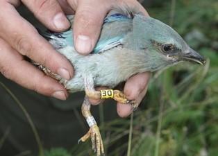 3. Still not clear how breeding pairs are bind to the same partner and breeding place Ringed bird JC in 3