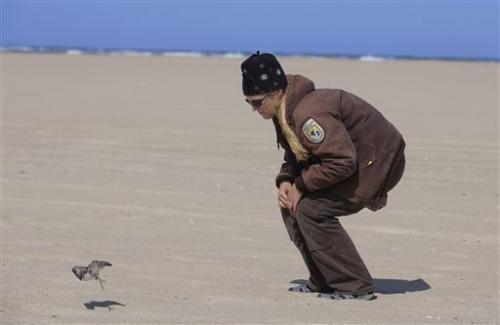 A researcher uses a clothes hanger to secure a geolocator in place on the leg of a Red Knot shore bird while the glue dries on the north end of Nauset Beach in Eastham, Mass., Tuesday, Sept. 17, 2013.
