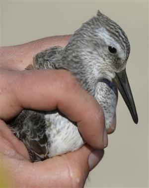 America. Red Knots are one of the longestdistance migrants in the animal kingdom. (AP Photo/St