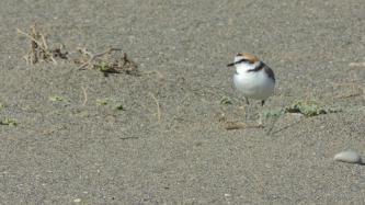 Kentish Plover or White-headed Duck, makes it a place to deserve the maximum possible protection.