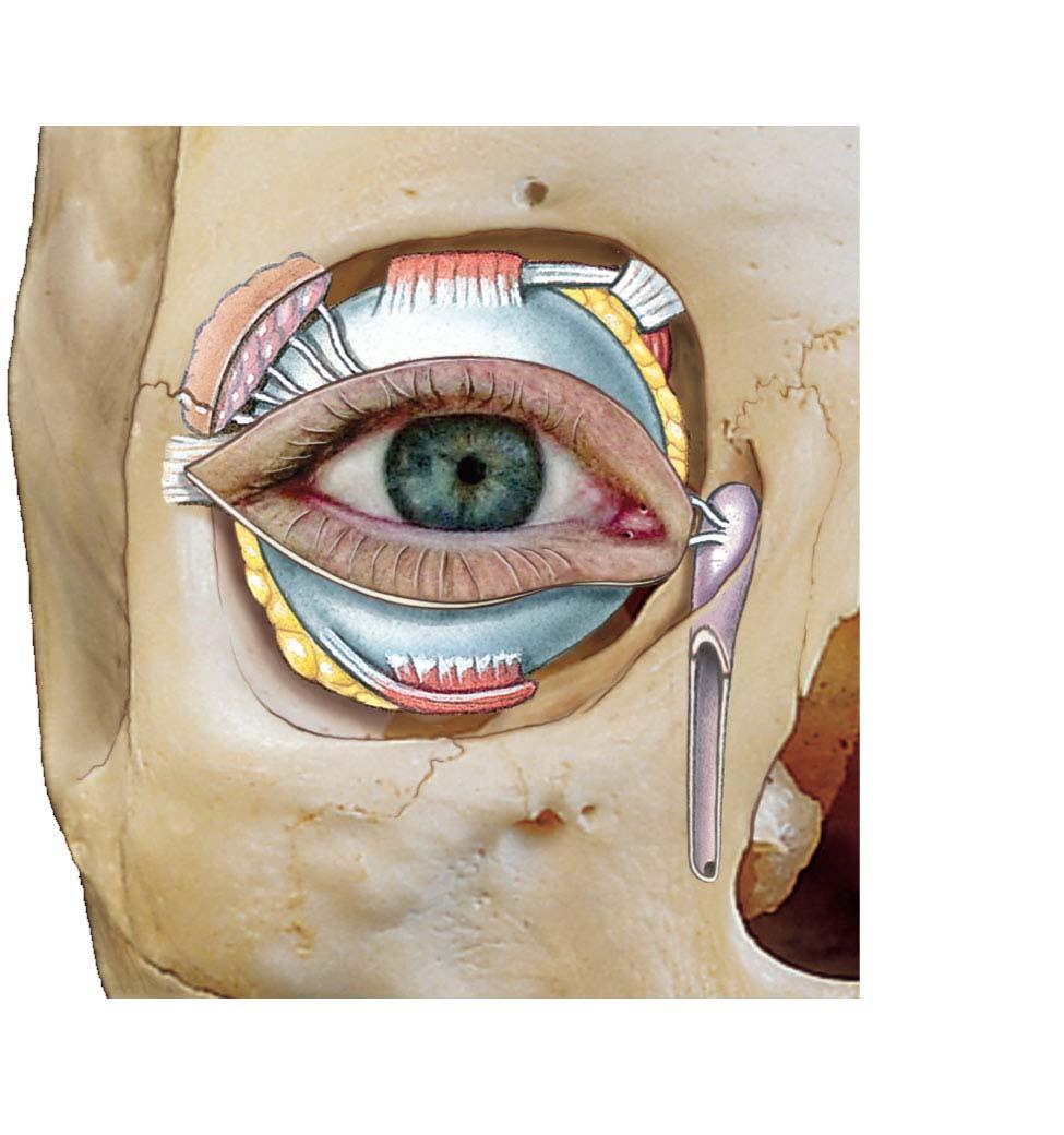 Lacrimal gland secretes tears. Muscles attached to external surface of eye control eye movement.