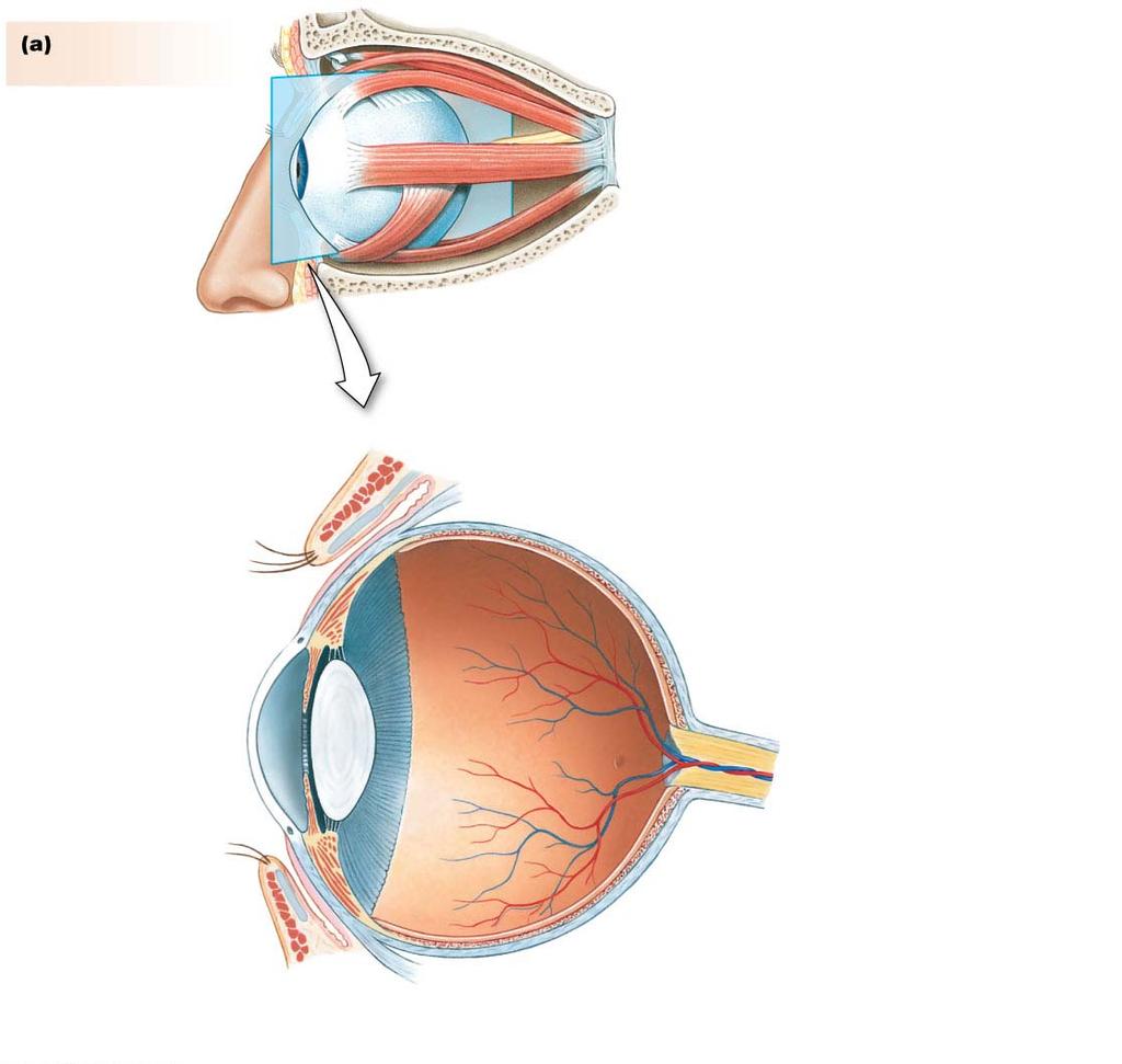 Iris Lower eyelid Canal of Schlemm Aqueous humor Cornea Pupil changes amount of light entering the eye.