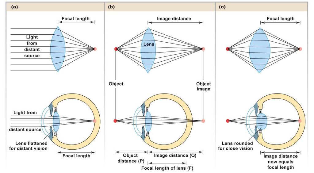 Accommodation Focusing on objects at different distances requires changing the shape of the lens: flatter lens for distant objects, more rounded (convex) lens