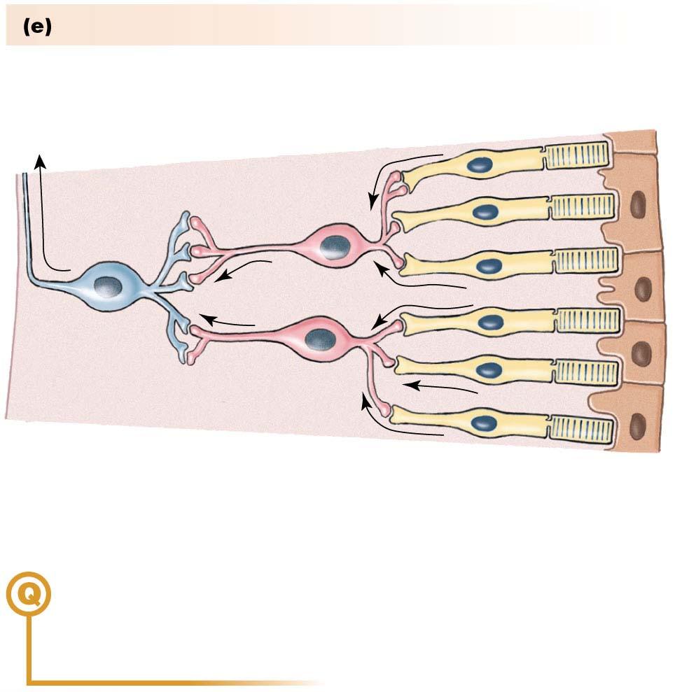 29d The Retina Convergence in the retina Light strikes the photoreceptors in the fovea