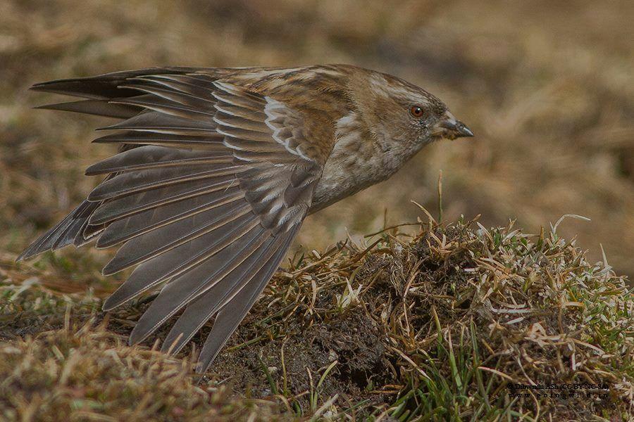 A Plain Mountain Finch preening itself at Nathang. It was wonderful to see them in such a huge number, flying off from the ground in unison and roosting down on high altitude marsh land.