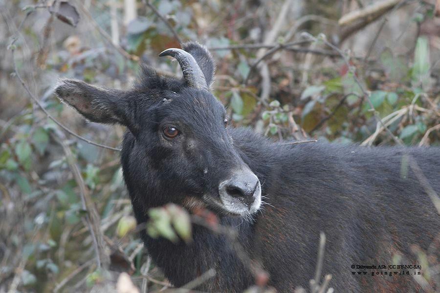 Have you ever seen a Himalayan Serow (Capricornis thar) in broad daylight?