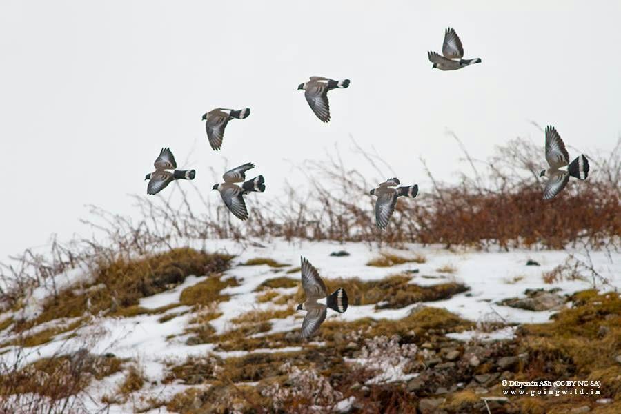 A flock of Snow Pigeons flying over snowy pasture.