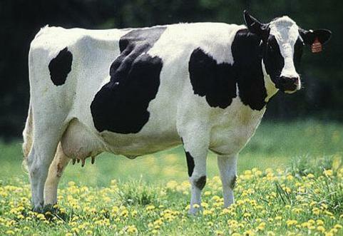 About Dairy MAX YOUR LOCAL,
