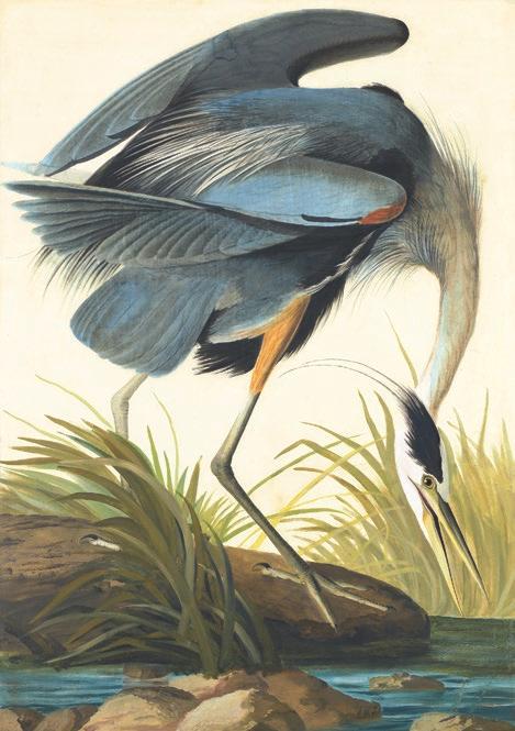MUSEUM PREVIEW: NEW YORK, NY Parts Unknown Expeditions north and south feature prominently in the second of three John James Audubon exhibitions at New-York Historical Society March 21-May 26