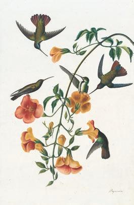 John James Audubon (1785-1851), Blackthroated Mango (Anthracothorax nigricollis), Study for Havell pl. 184, ca. 1832.