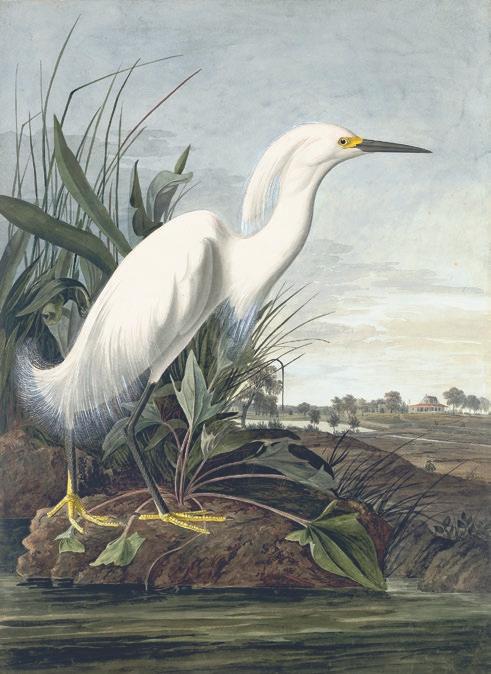 John J. Audubon, 1863.17.184. [with Maria Martin]. John James Audubon (1785-1851), Snowy Egret (Egretta thula), Havell pl. 242, 1832.