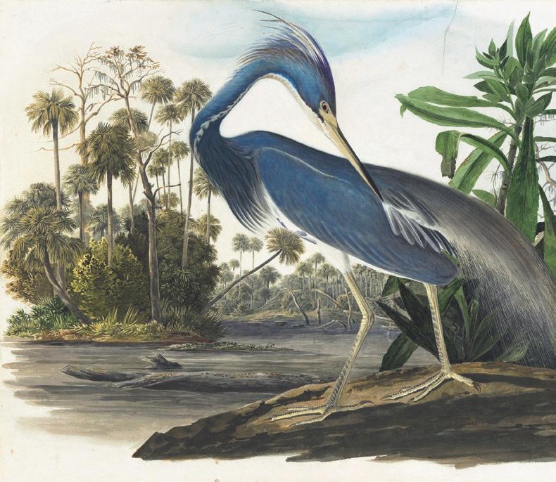 John James Audubon (1785-1851), Tricolored Heron (Egretta tricolor), Havell pl. 217, 1832.