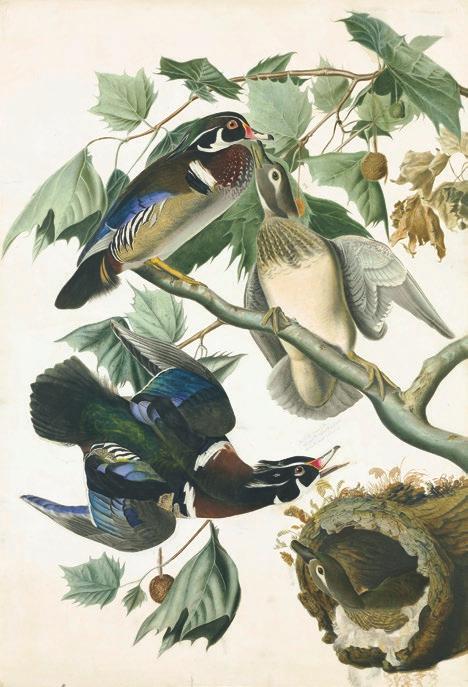 Purchased for the Society by public subscriptions from Mrs. John J. Audubon, 1863.17.206.