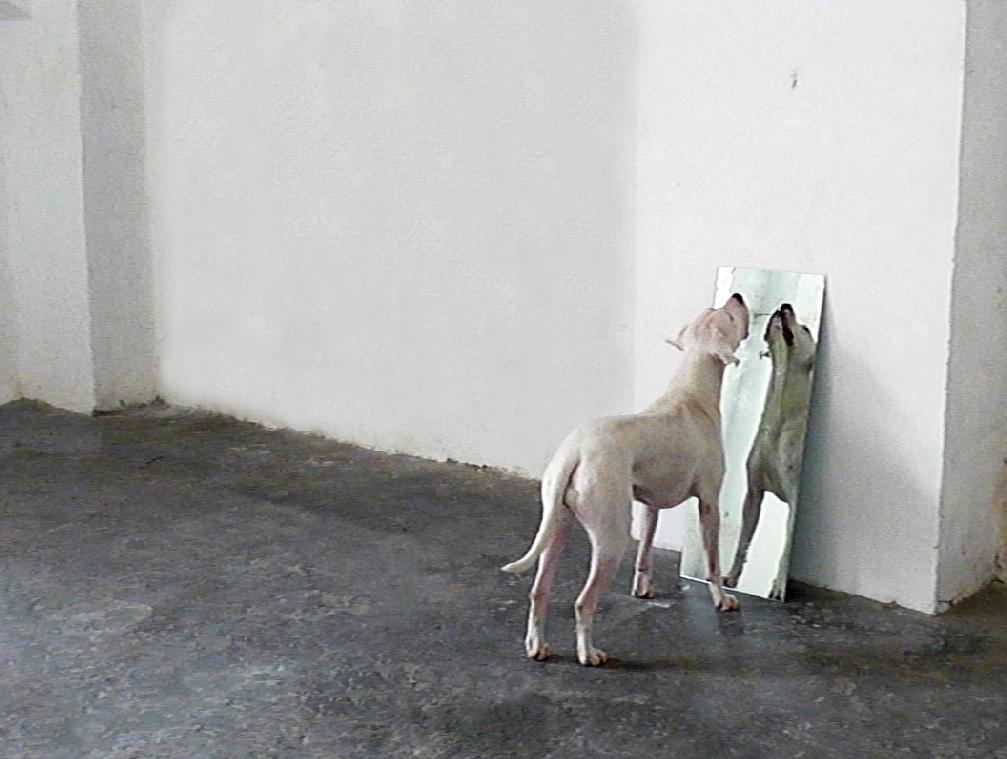 Dogs, 2011, photographic