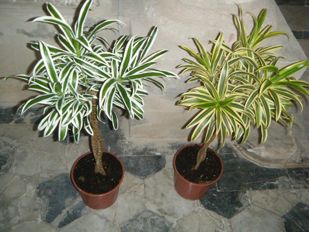 Il buon vicino, 2011, two plants, acrylic paint,