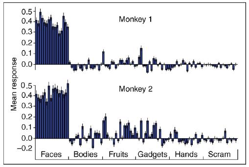 Single Unit Recording in Monkeys 97% of cells in middle