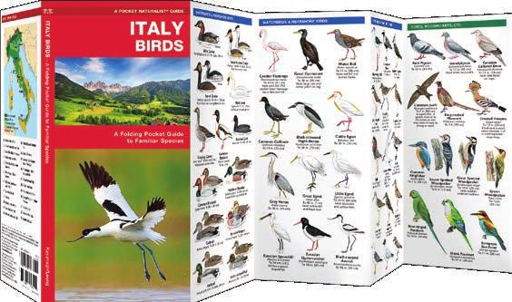 Trim size: 3 ¾ x 8 ¼ folded with spine Publication Date: March 12, 2019 Argentina Birds A Folding Pocket Guide to Familiar Species