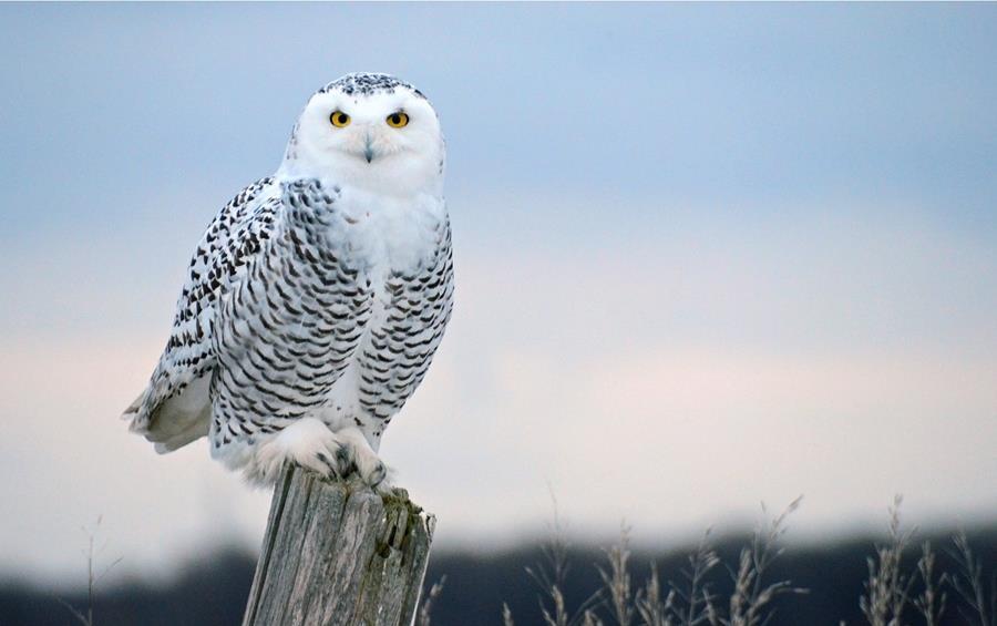 Canada Manitoba Northern Owls 1 st to 7 th March 2020 (7 days) Snowy Owl by Lev Frid Manitoba during winter may not sound much like a birding destination, but it is one of Canada s bestkept birding