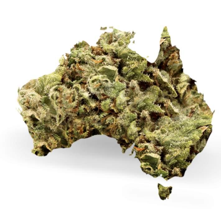 Australia Recently received both a cultivation and a research license A 50/50 joint venture that will serve as the hub for Australia, New Zealand, and South-East Asia Campus is located on 120 acres