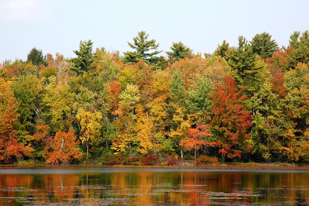 showing fall foliage.