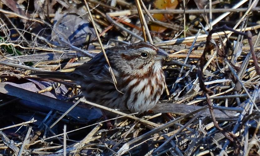This Song Sparrow in the brush?