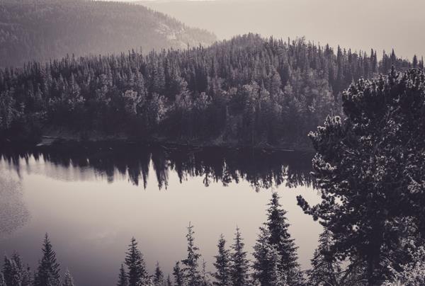 For this tutorial, we ll use this monochromatic nature scene of a forest by Samuel Rohl, which you can find at Unsplash.com.