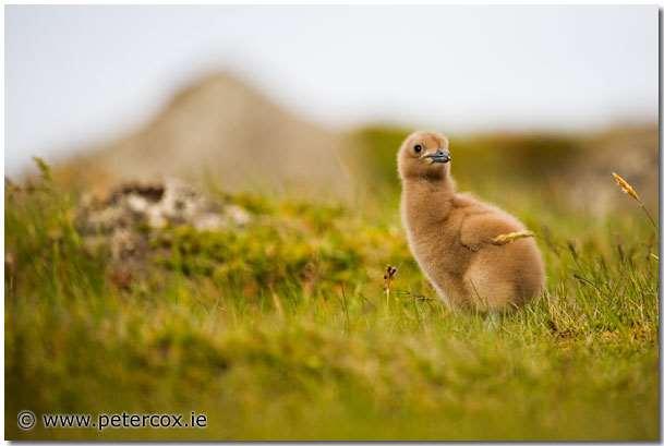 You can see that the chick itself is perfectly sharp, but the grass in front