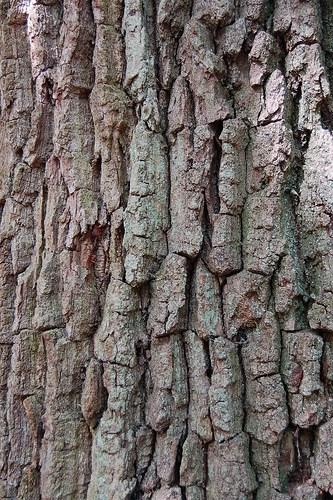 MINI 4-H FORESTRY Textures The bark protects the tree from insects, diseases, and injury. Feel the bark of a tree. Does it feel rough or smooth?