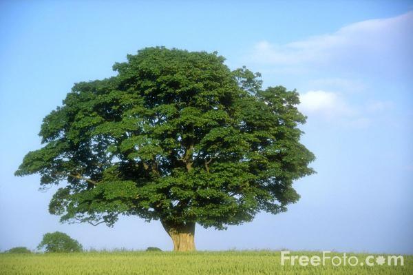 Write the use of each tree by its picture.