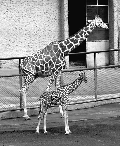 June 5th 2015 Scale Drawings How many times larger does the taller giraffe look compared to the smaller one? The answer to question above is called the scale factor.