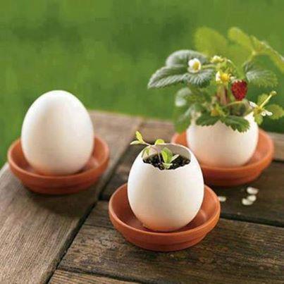 For more delicate projects, natural materials such as eggshells can be used as miniature planters. Note: We understand that some Centres have prohibited egg or egg related products/materials.