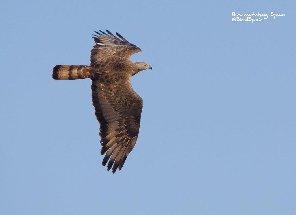 BIRD MIGRATION IN THE STRAIT OF GIBRALTAR 16 20 September 2019 Honey buzzard Our birding holidays will be focus on Tarifa, a wonderful area to witness the busiest migration fly-way of Western Europe,