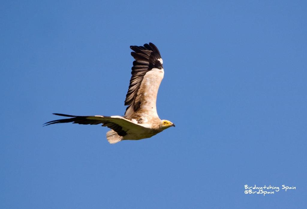 Egyptian vulture Day 5: Tarifa Málaga If flight times allows, we will do some birding before going to Málaga airport.