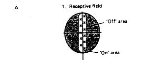 Retinal Circuits (2) Receptor fields Portion of visual space that a cell responds to Very small for photoreceptors More receptors in fovea than in periphery Ganglion cells have much larger receptive